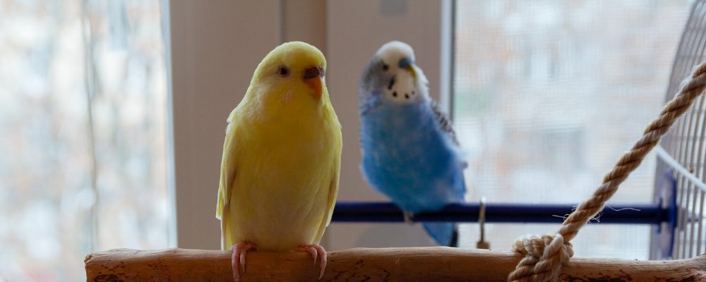 upv budgie care blog