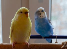 upv budgie care blog