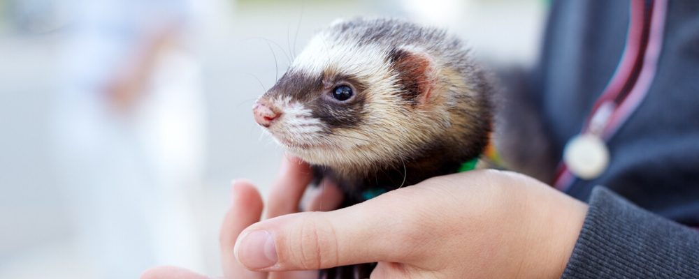 upv ferret sneezing