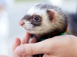 upv ferret sneezing