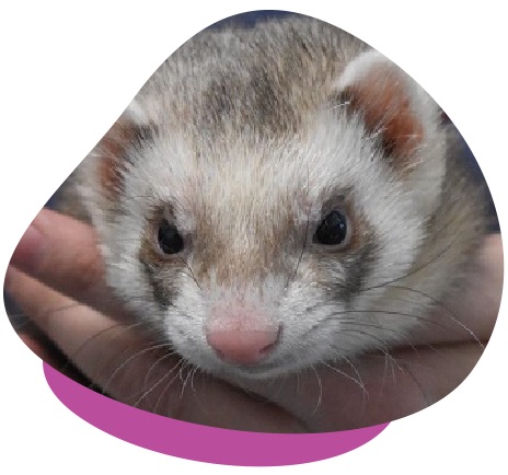 Ferret