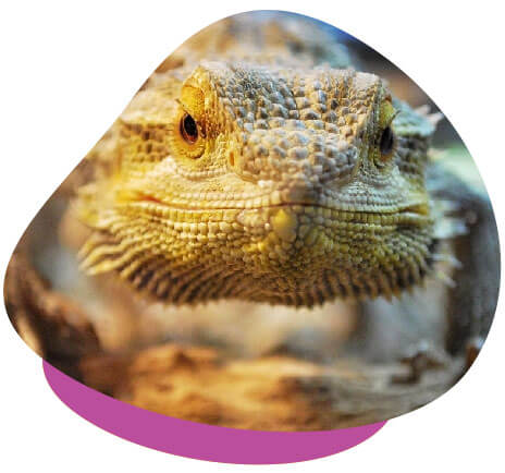 bearded dragon closeup