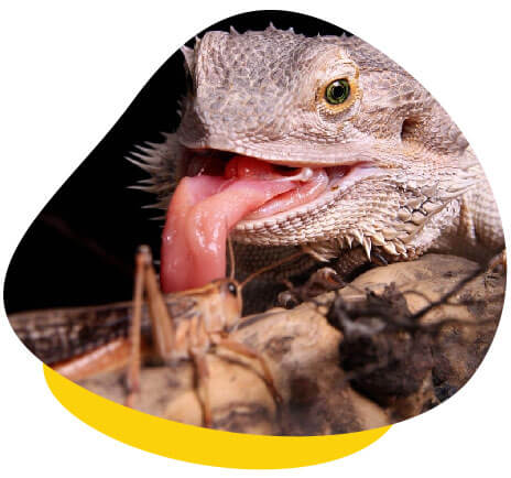 Bearded dragon eating