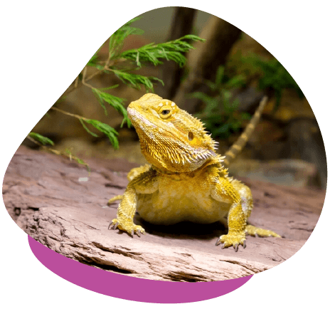 Bearded dragon enclosure