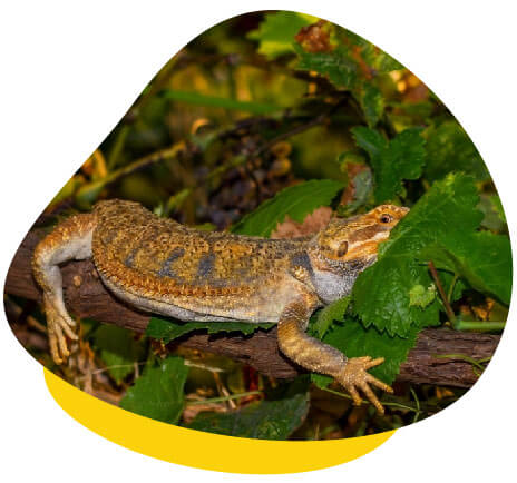 adult bearded dragon hides adult bearded dragon hides
