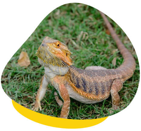 bearded dragon on grass