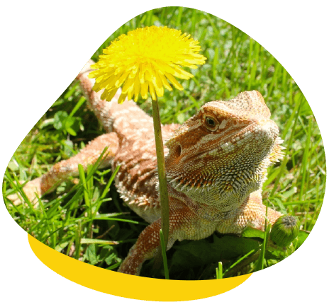 Bearded dragon uv