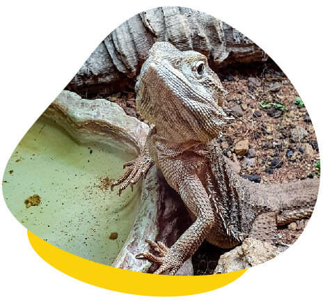 bearded dragon water bowl