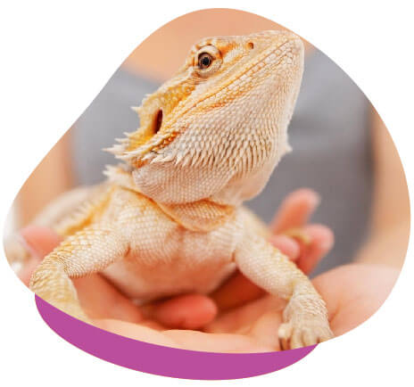 Exotic Animal Spotlight - Bearded Dragons as Pets - Dragon Care