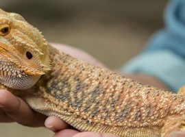 caring for bearded dragons