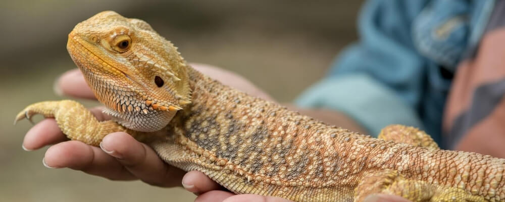 Bearded Dragon Lizard