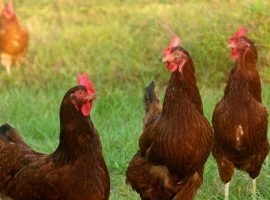 Blog preview image chickens Blog preview image chickens