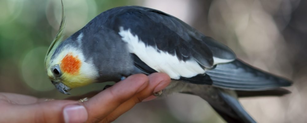 Cockatiel care blog image