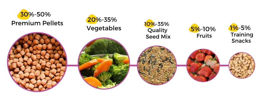 cockatiel feeding infographic