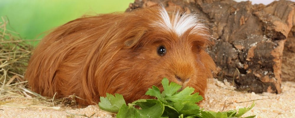 Guinea pig dental disease blog image