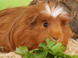 Guinea pig dental disease blog image