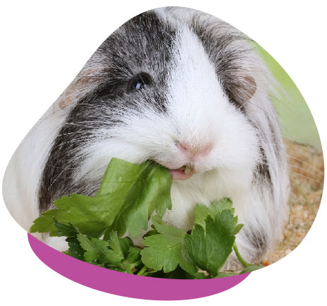 Guinea pig eating greens