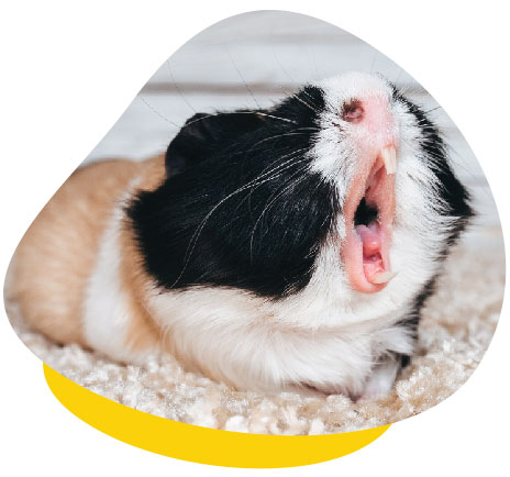 guinea pig yawn