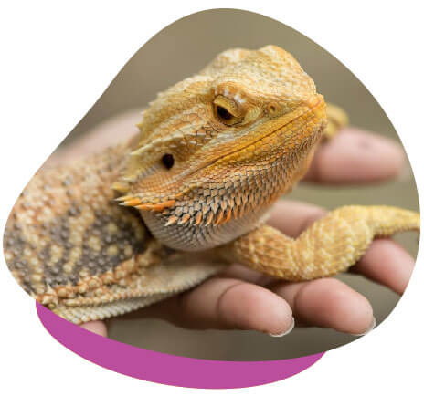 Handling bearded dragon