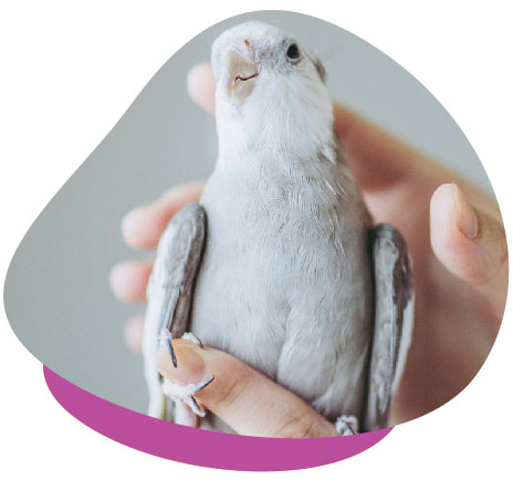 holding cockatiel