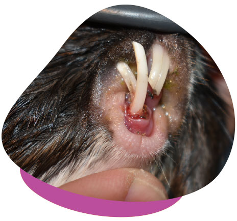 Overgrown guinea pig teeth