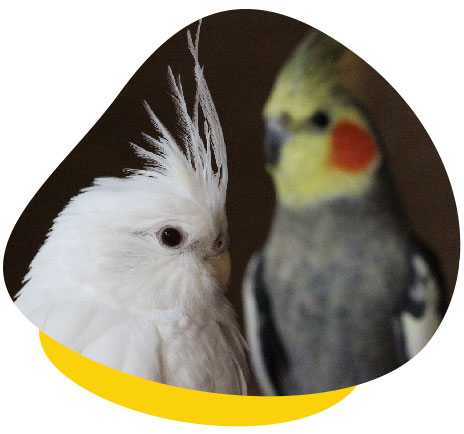 effective cat bird bell effective cat bird bell