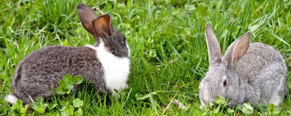 Bonding bunnies blog