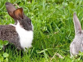 Bonding bunnies blog