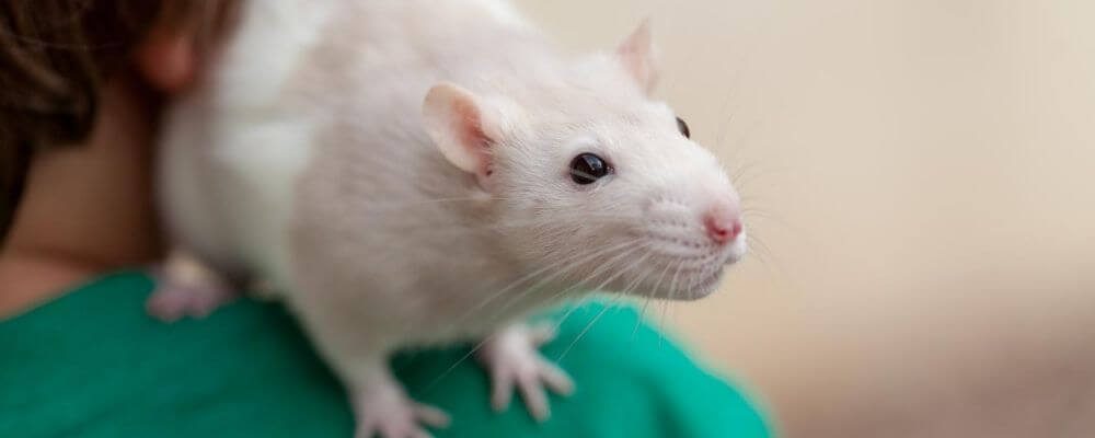 Rat desexing options blog