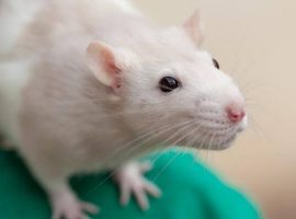 Rat desexing options blog