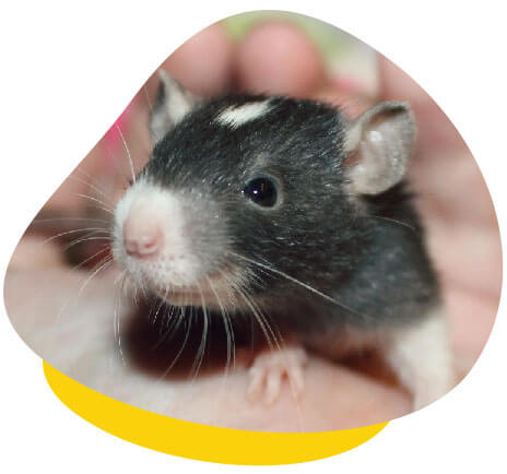 https://www.unusualpetvets.com.au/wp-content/uploads/2020/08/rat-in-hands.jpg