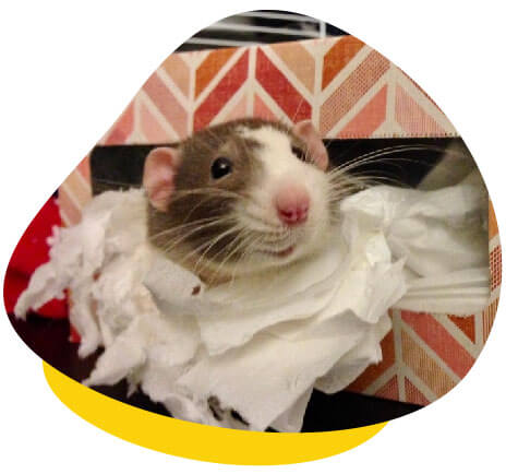 Rat in tissue box