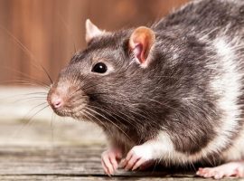 Rat respiratory disease blog