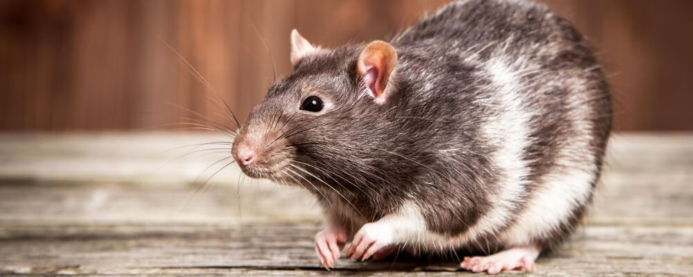 Rat respiratory disease blog