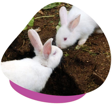 Two white rabbits