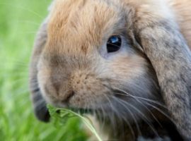 Lop-Eared Rabbits and Ear Disease