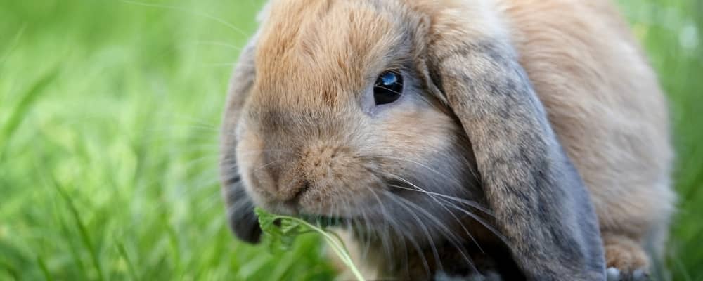 Treatment & Prevention of Ear Disease in Lop-Eared Rabbits