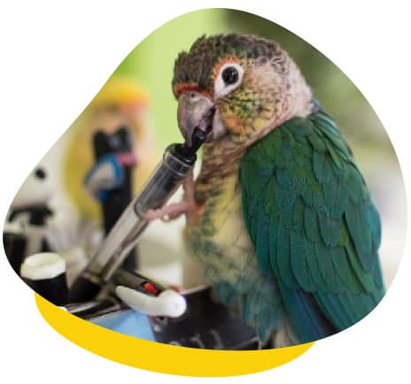 https://www.unusualpetvets.com.au/wp-content/uploads/2020/09/bird-eating-pen.jpg