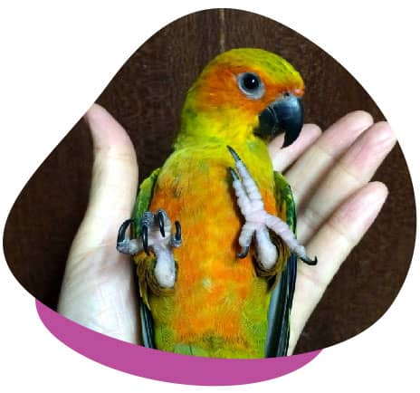 Bird kying in hands