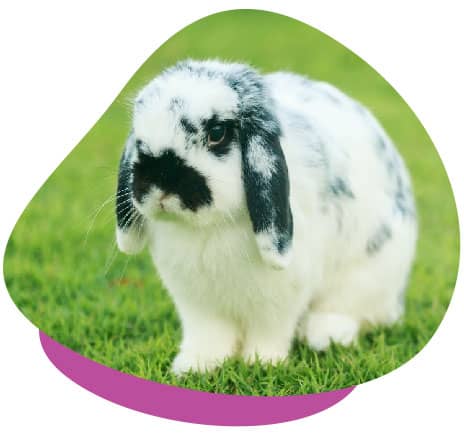 Black white lop rabbit