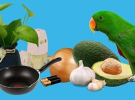 Common Household Toxics Birds