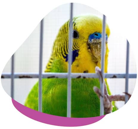 Budgie in cage Budgie in cage