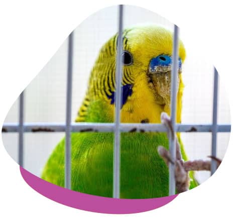 Budgie in cage