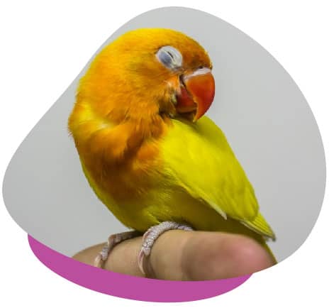 Cute parrot Cute parrot