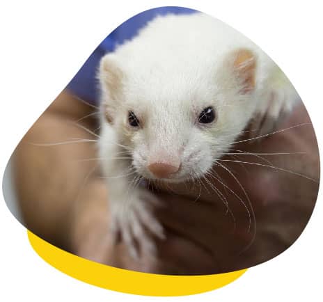 Ferret white