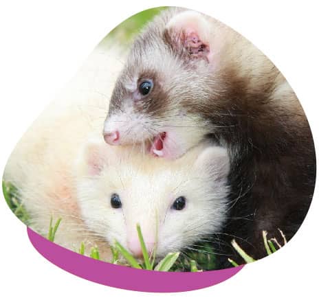 Ferrets playing