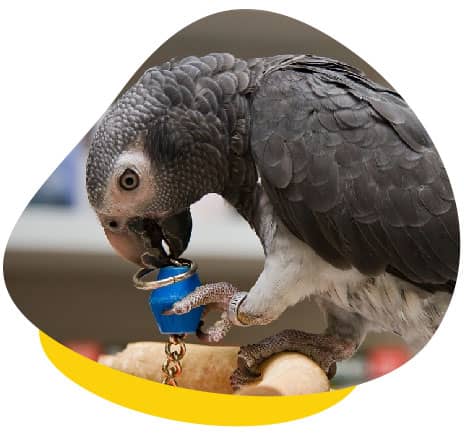 Parrot chewing bell