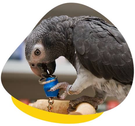 Parrot chewing bell