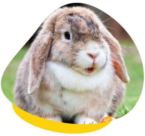 Rabbit Eye Infection - Symptoms, Causes and Solutions