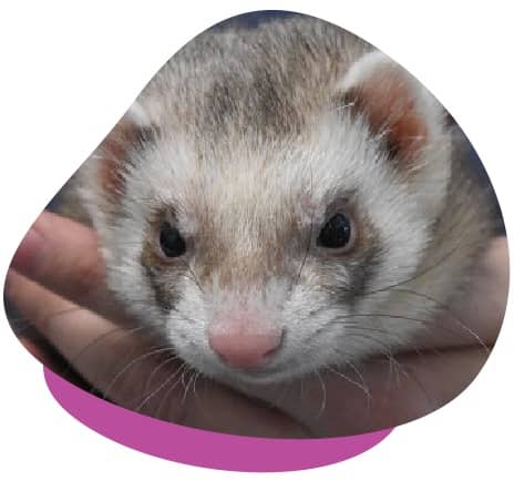 UPV ferret